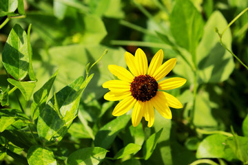 A mini Dune Sunflower Growing Alone in a lush bushy area. 