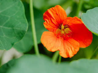 Tropaeolum