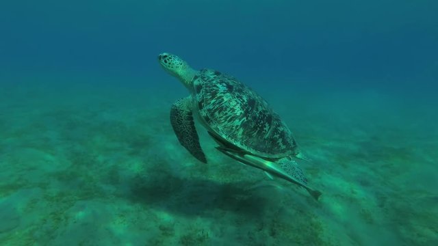 Young male Green Sea Turtle (Chelonia mydas) with Remora fish (Echeneis naucrates) swims over the sandy bottom, Red sea, Marsa Alam, Abu Dabab, Egypt
