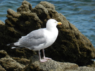 oiseaux