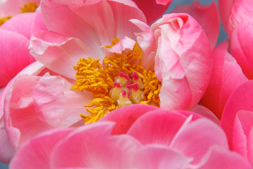 Pink peony flower with stamen. Macro photo 