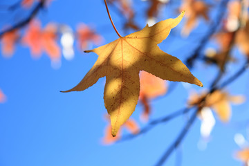 hoja seca colgando de una rama en otoño sobre cielo azul U84A5253-f17