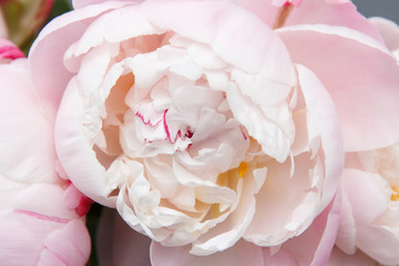 White pink peony closeup. Macro photo