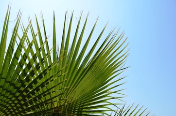Background with green palm leaves and blue sky. Traveling background