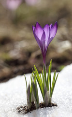 Crocus blossoms on white snow on a spring day. Background for a holiday card.
