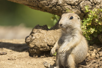 Black tailed prairie dog_000000876695_1
