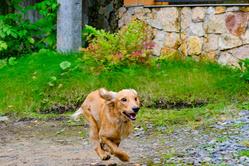 funny naughty dog