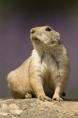 Black tailed prairie dog_000000876697