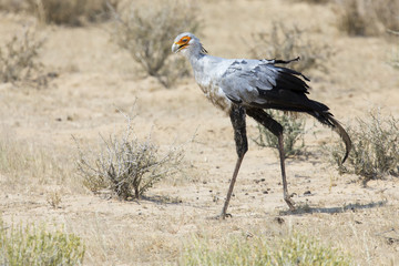 Secretary bird strolls though grass in Kalahari looking for prey