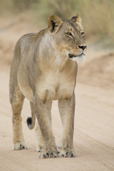 Close-up of a lioness in the Kalahari walking along a dirt road