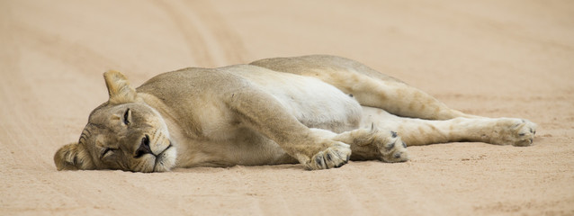 Naklejka premium Close-up of a lioness lying down to sleep on soft Kalahari sand