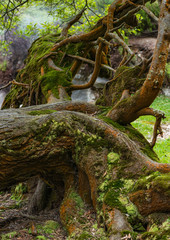 log of an old tree covered with moss and lichens on sao miguel azores