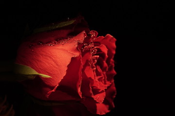 Rote Rose vor dunklem Hintergrund