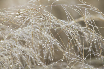Close-up of wet dew on a spider web in the early morning fog