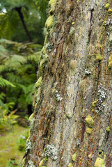 log of an old tree covered with moss and lichens on sao miguel azores