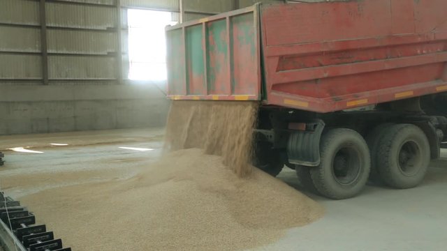grain is poured into the hangar.