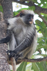 взрослая самка красного занзибарского колобуса сидит на ветке под дождем