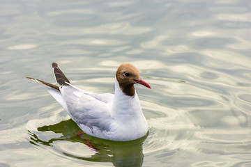 Seagull sit on the water