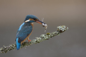 Common Kingfisher_00000089979788
