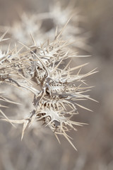 flora of Gran Canaria