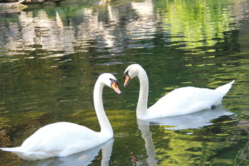 Swans