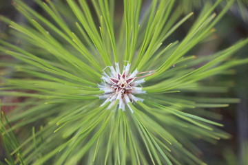 Christmas tree branch