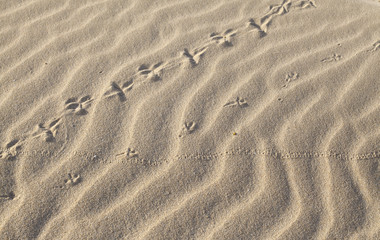 wind and sand pattern