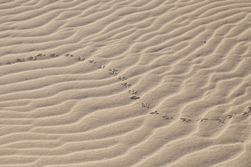 wind and sand pattern