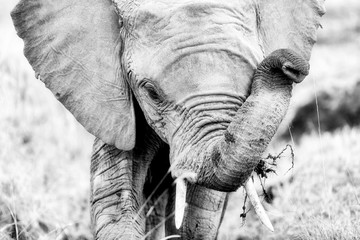 Elephant portrait in black and white