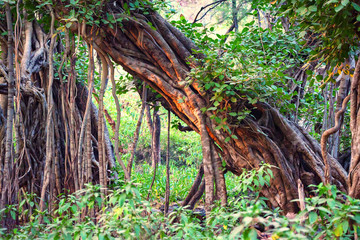 Scenic view of jungle with Indian banyan