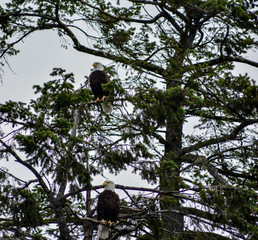 2 Weisskopfseeadler nebeneinader im Baum auf Vancouver Island