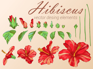 red hibiscus. Desing elements