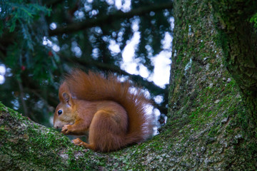 Cute brown squirrel sitting on a moss covered tree eating a nut