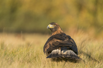 Golden Eagle_0000008993806_8