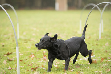 Dog, Labrador Retriever, running in hooper competition