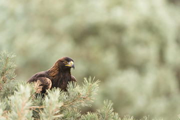 Golden eagle_0000008993816_4