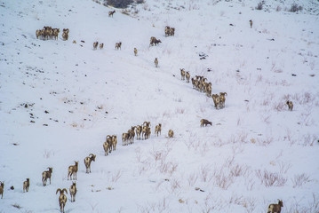 sheep migration