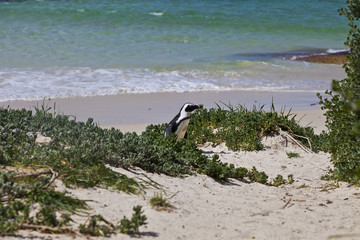 Aufnahme eines einzelnen Pinguins am Boulders Beach in Südafrika tagsüber bei Sonnenschein...