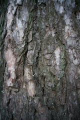 Pine Tree Bark Surface