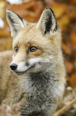 Red fox_0000008993776
