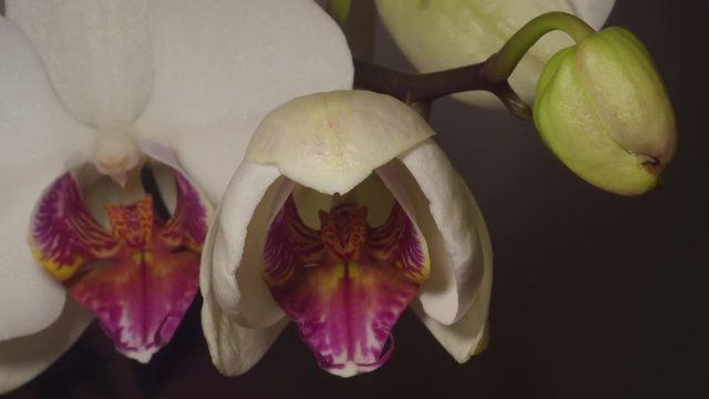 Time-lapse orchidea bianca che sboccia