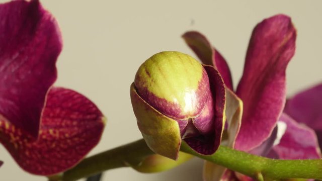Time-lapse orchidea rosa che sboccia
