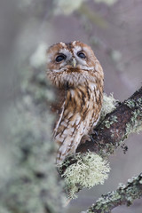 Tawny owl_0000001661