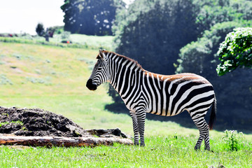 Fototapeta na wymiar A solitary zebra standing in a field