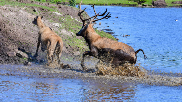 Male Père David’s deer chasing a female through blue water