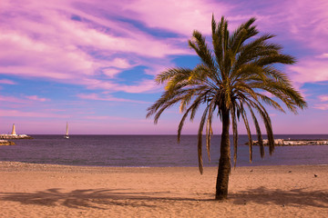 Palm tree. Beautiful sunset view. Mediterranean sea and yacht. Puerto Banus, Marbella city, Costa del Sol, Andalusia, Spain.