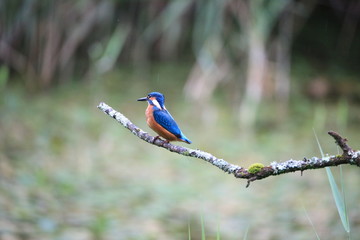 kingfisher