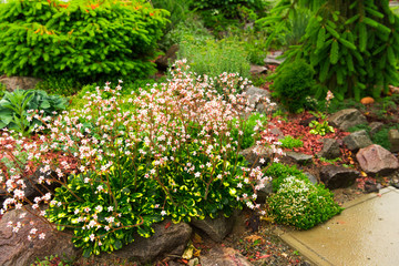 beautiful flower  in the garden