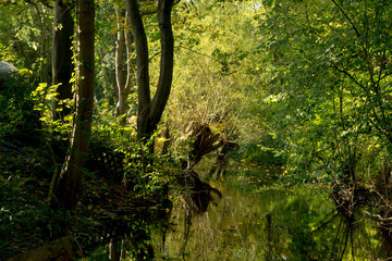 Fototapeta premium autumns forest on a swamp and river