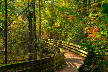 wooden bridge in swamps in autumn